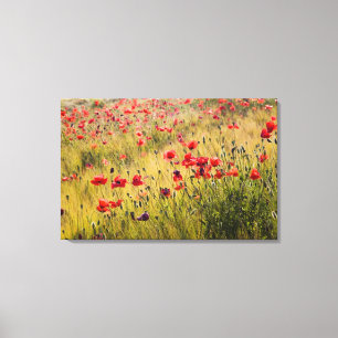 Toile Italie, Toscane, Poppies dans le champ de blé de p