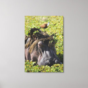Toile Jacana se tenant sur l'hippopotame (hippopotame