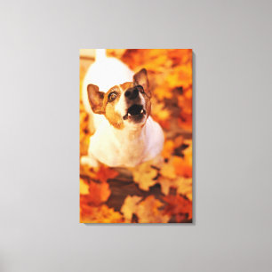Toile Jack Russell Terrier aboiement et saut, automne
