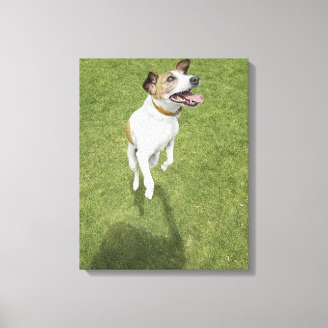 Toile Jack russell terrier saut, vue surélevée (Recto)