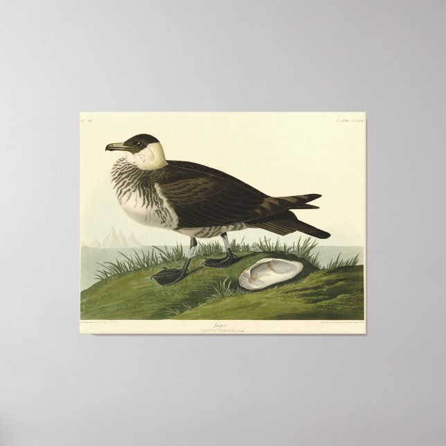 Toile Jager (Pomarine Jaeger) Audubon's Birds of America (Recto)