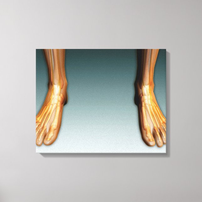 Toile Jambes Humaines Et Pieds Avec Système Nerveux (Recto)