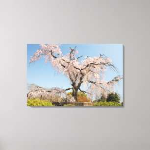 Toile Japon, Kyoto. Cerisier pleureur sous un ciel bleu