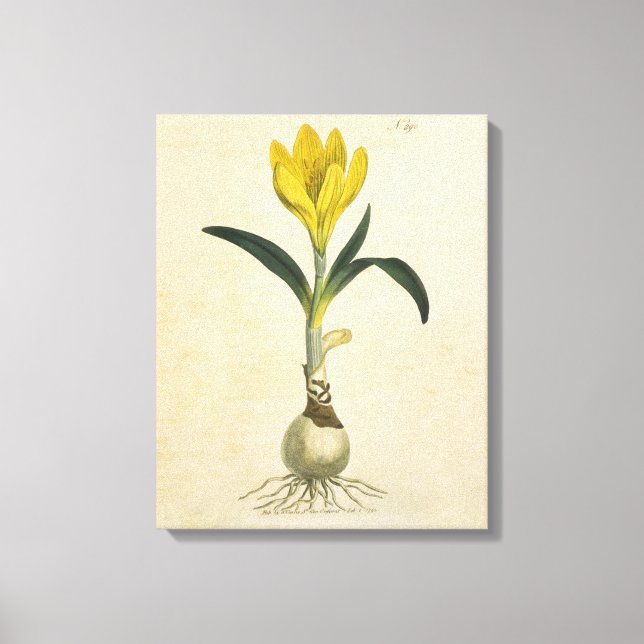 Toile Jardin botanique de tulipe Amaryllis Fleur (Recto)