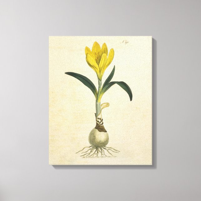 Toile Jardin botanique de tulipe Amaryllis Fleur (Recto)