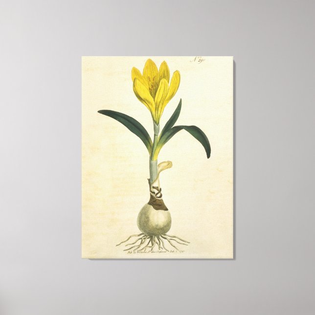 Toile Jardin botanique de tulipe Amaryllis Fleur (Recto)