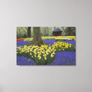 Toile Jardin de jonquilles, muscaris et tulipes,