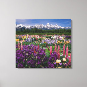 Toile jardin d'Iris et de Lupine et chaîne de Teton,