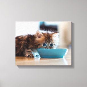 Toile Jeune chaton persan