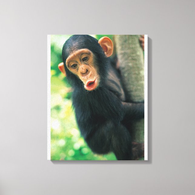 Toile Jeune chimpanzé (poitrine troglodytique) (Recto)