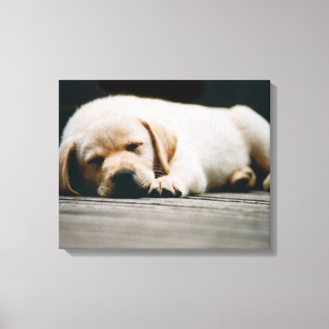 Toile Jeune Chiot Jaune Labrador Dort Soundly (Recto)