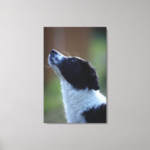 Toile jeune chip Border Collie