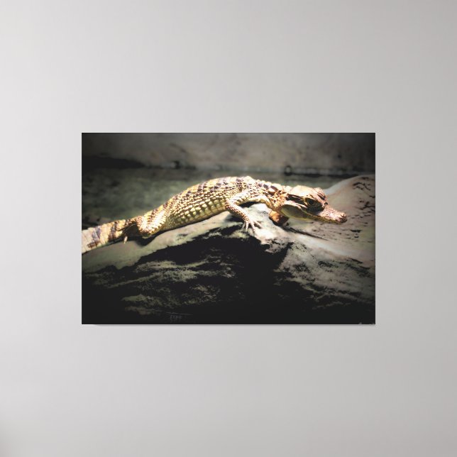 Toile Jeune Crocodile sur un Rocher (Recto)