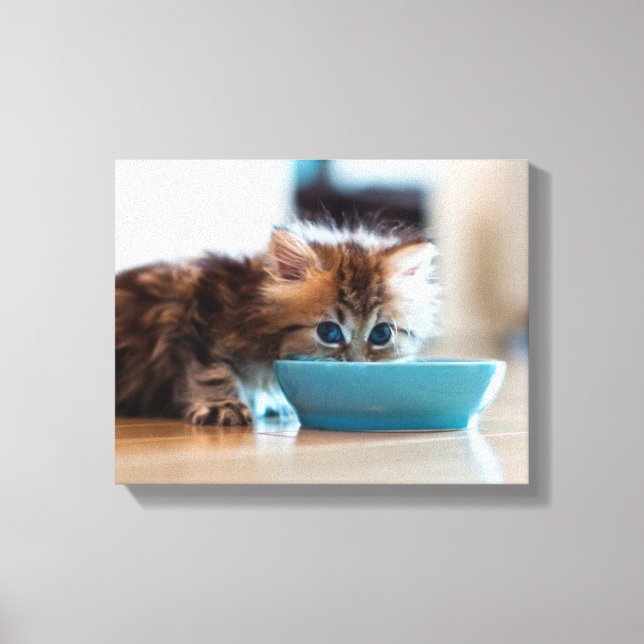 Toile Jeune Kitten perse (Recto)