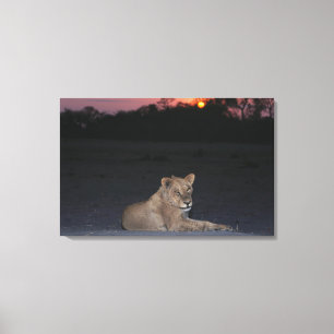 Toile Jeune lion au lever de soleil