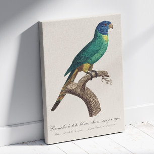 Toile Jeune loriquet arc-en-ciel Trichoglossus moluccanu