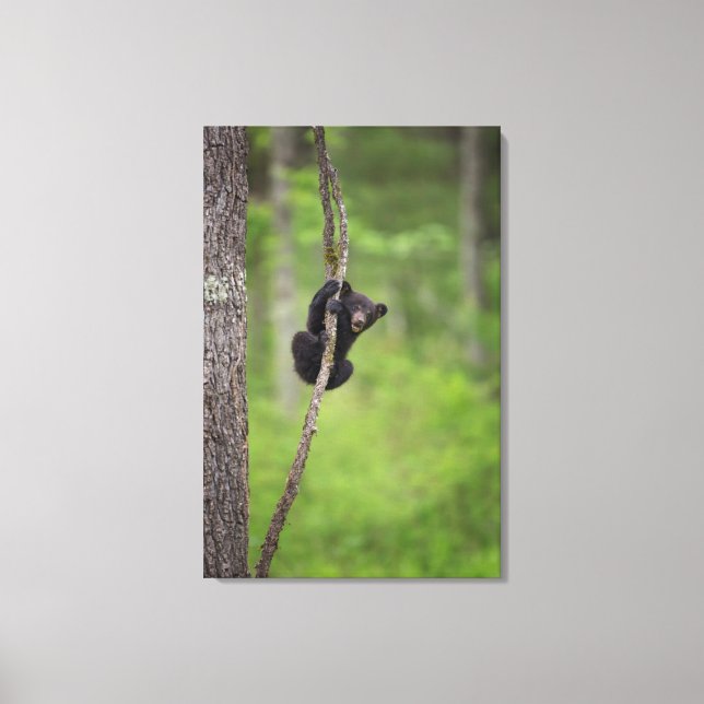 Toile Jeune ours noir jouant, Tennessee (Recto)