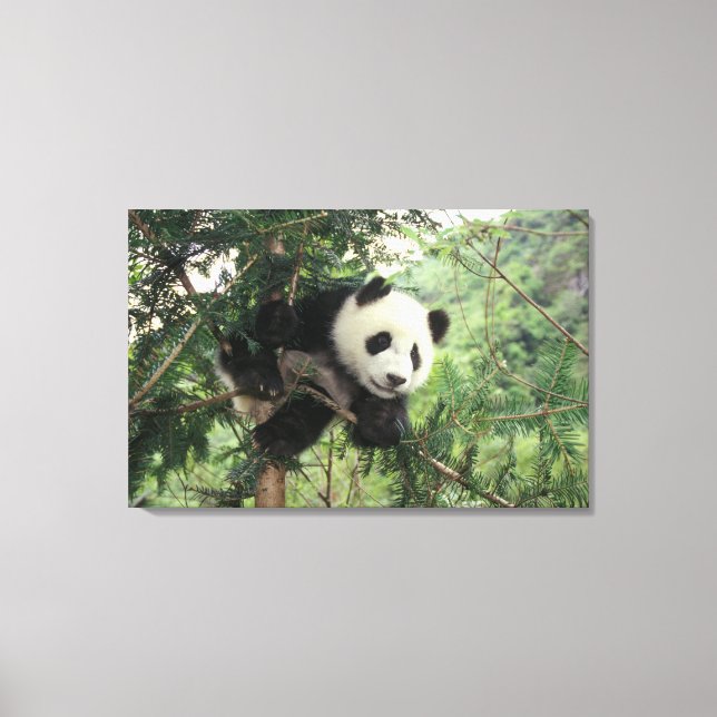 Toile Jeune panda géant grimpe à un arbre, vallée de Wol (Recto)
