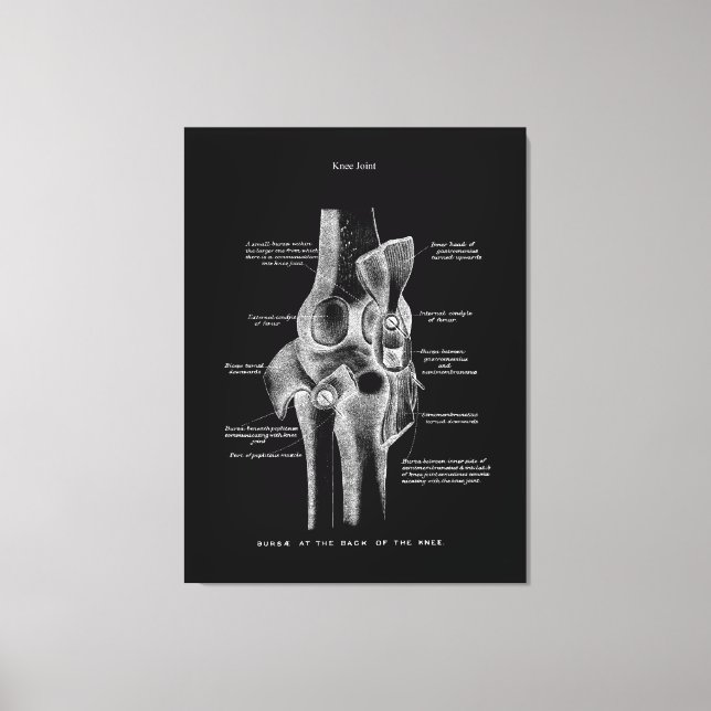 Toile Joints genou Anatomie Art (Recto)