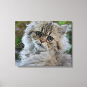 Toile Joli chaton persan