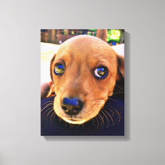 Toile Joli chien chiot Brown Dachshund (Recto)