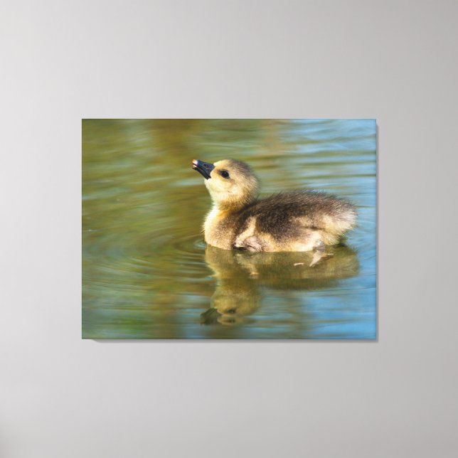 Toile Joli gosling sur étang (Recto)