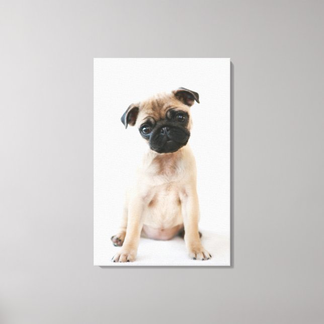 Toile Joli jeune chien Carlin (Recto)