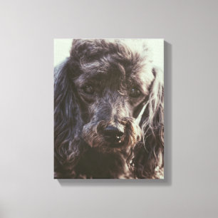 Toile Joli oeil visage de chien de caniche
