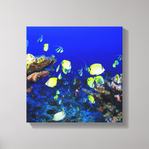 Toile Joli Poisson Et Corail Reef