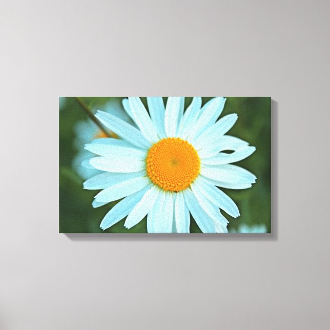 Toile joli tableau blanc de fleurs marguerites. (Recto)