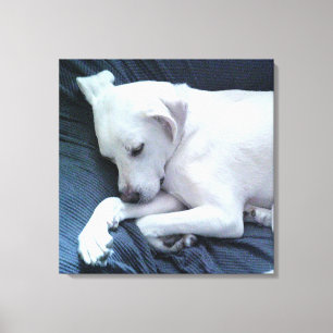 Toile Jolie photo de beau chien blanc se reposant sur le