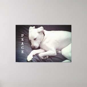 Toile Jolie photo de chien blanc paisible endormi