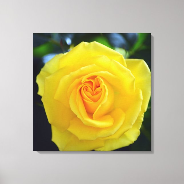 Toile Jolie photo de fleurs de rose jaune. (Recto)