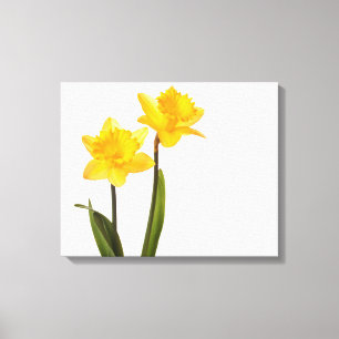 Toile Jonquilles jaunes sur le blanc - blanc de fleur de