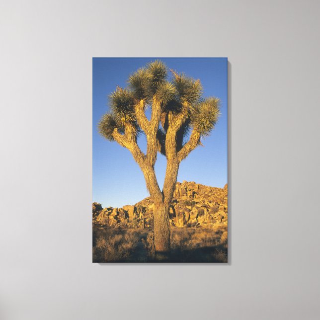 Toile Joshua Tree, Yucca brevifolia), et granite (Recto)