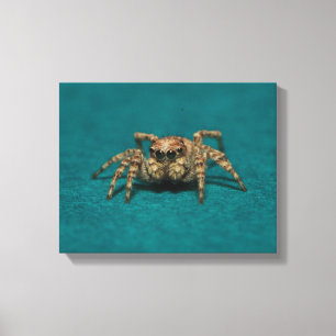 Toile Jote Jumping Spider Photo