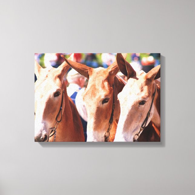 Toile jours de mule en colombie tn (Recto)