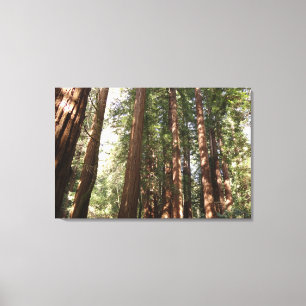Toile Jusqu'aux séquoias II à Muir Woods National Monume