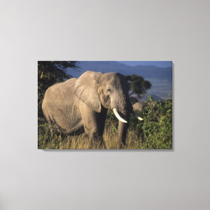 Toile Kenya : Amboseli, éléphant d'Afrique mâle