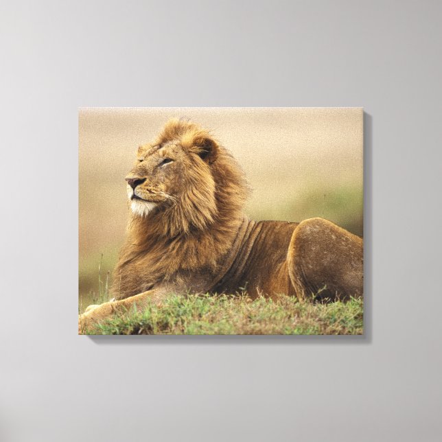 Toile Kenya, Masai Mara | Lion mâle (Recto)