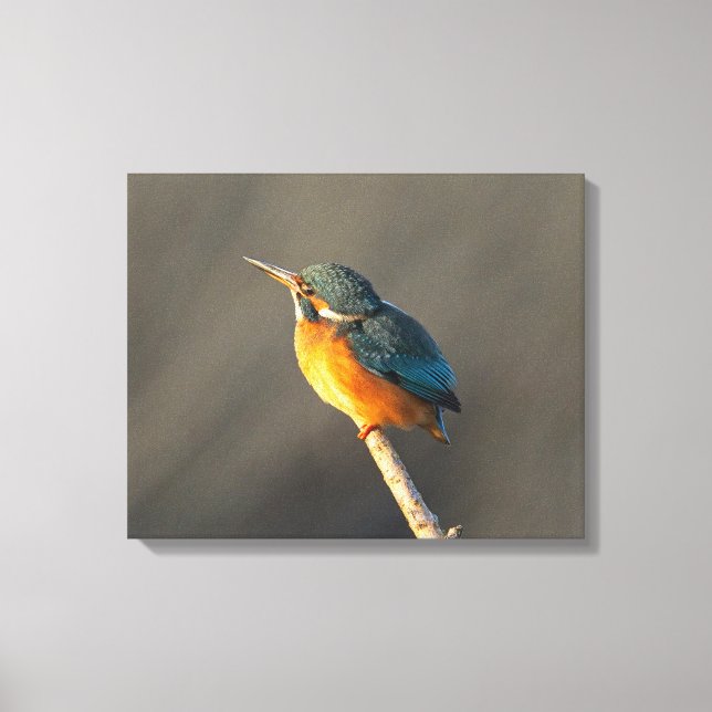 Toile Kingfisher (Recto)