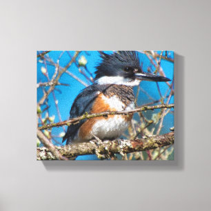Toile Kingfisher Wild Bird Canvas Imprimer