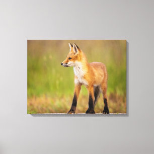 Toile Kit Red Fox