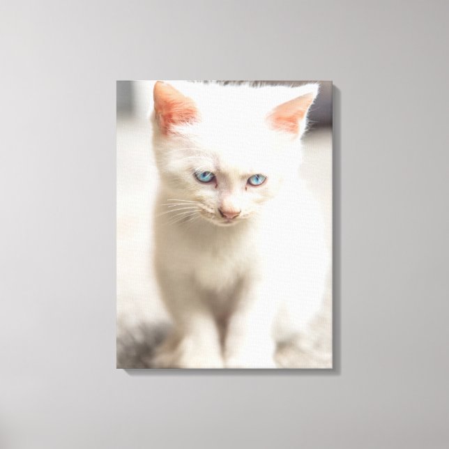 Toile Kitten blanc (Recto)