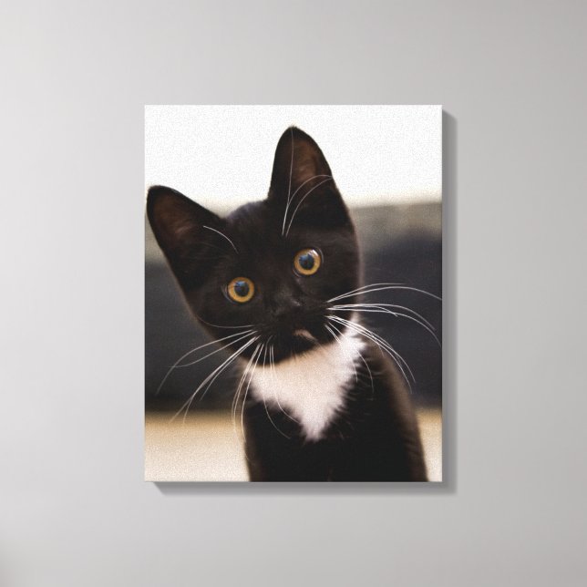Toile Kitten de Cute Black And White Tuxedo (Recto)