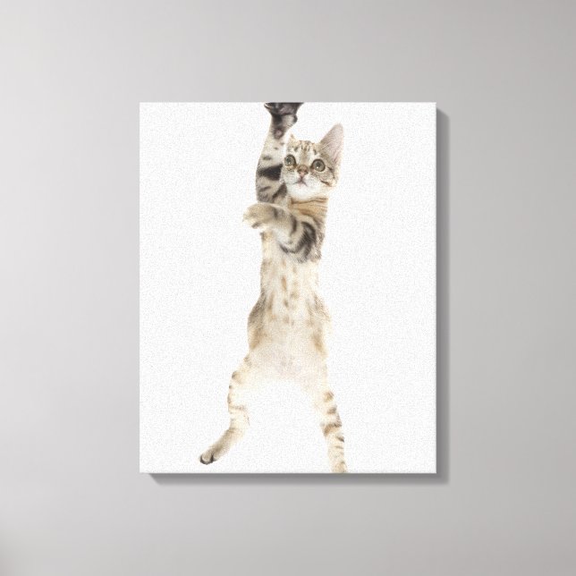Toile Kitten debout sur les pattes arrière (Recto)
