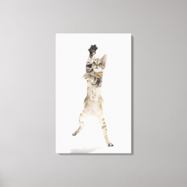 Toile Kitten debout sur les pattes arrière (Recto)