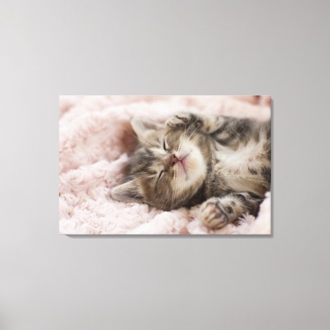 Toile Kitten endormi (Recto)