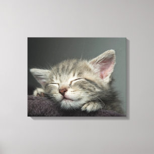 Toile Kitten endormi