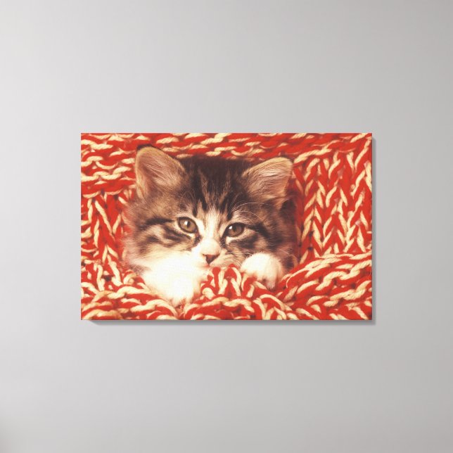 Toile Kitten enveloppé dans une couverture en laine, gro (Recto)
